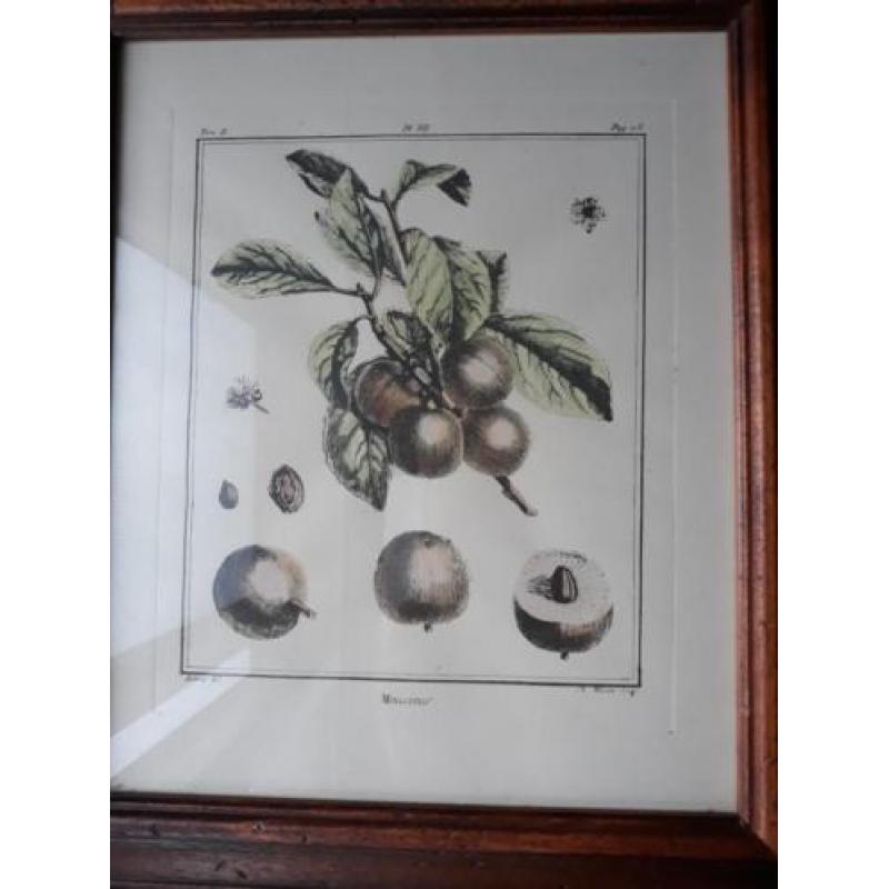 Botanische tekening mango .In antiek houten lijst