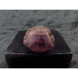 Egyptian Amethyst Cowrie shell amulet